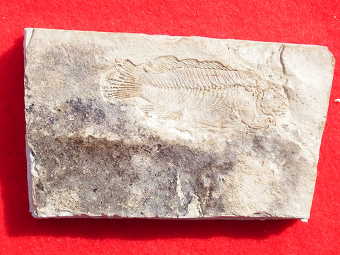 Fossil Cichlid, Middle Eocene, Mahenga, Tanzania Ref. MHG-10