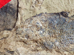 Fossil Cichlid, Middle Eocene, Mahenga, Tanzania Ref. MHG-11