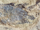 Fossil Cichlid, Middle Eocene, Mahenga, Tanzania Ref. MHG-11