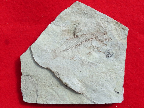 Fossil Cichlid, Middle Eocene, Mahenga, Tanzania Ref. MHG-12