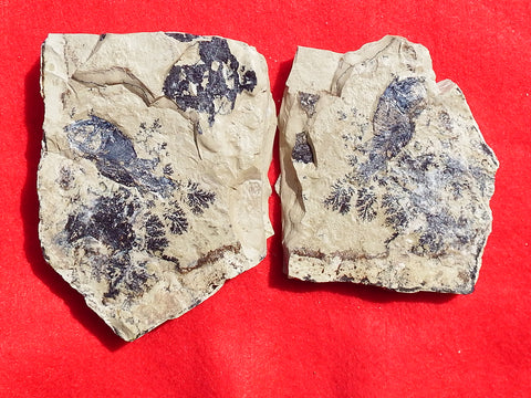 Fossil Cichlid, Middle Eocene, Mahenga, Tanzania Ref. MHG-13