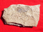 Fossil Cichlid, Middle Eocene, Mahenga, Tanzania Ref. MHG-1