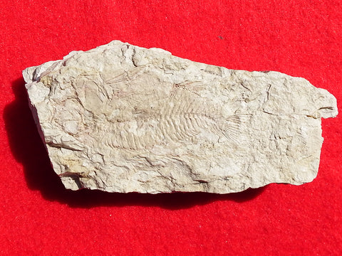 Fossil Cichlid, Middle Eocene, Mahenga, Tanzania Ref. MHG-2