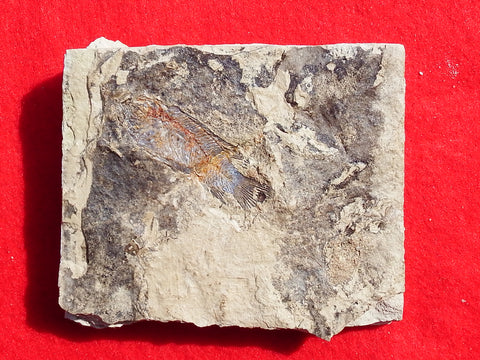 Fossil Cichlid, Middle Eocene, Mahenga, Tanzania Ref. MHG-5