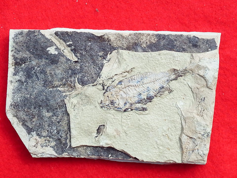 Fossil Cichlid, Middle Eocene, Mahenga, Tanzania Ref. MHG-6