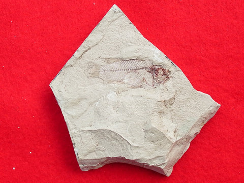 Fossil Cichlid, Middle Eocene, Mahenga, Tanzania Ref. MHG-7