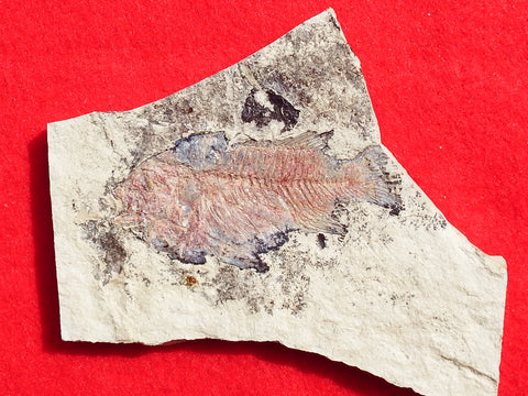 Fossil Cichlid, Middle Eocene, Mahenga, Tanzania Ref. MHG-9 This fossil is 'ON HOLD"