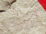 Fossil Cichlid, Middle Eocene, Mahenga, Tanzania Ref. MHG-15