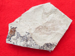 Fossil Cichlid, Middle Eocene, Mahenga, Tanzania Ref. MHG-16