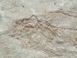 Fossil Cichlid, Middle Eocene, Mahenga, Tanzania Ref. MHG-16