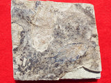 Fossil Cichlid, Middle Eocene, Mahenga, Tanzania Ref. MHG-18