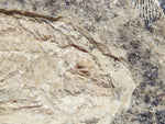 Fossil Cichlid, Middle Eocene, Mahenga, Tanzania Ref. MHG-18