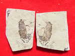 Fossil Plant, unknown species,  Middle Eocene, Mahenga, Tanzania  Ref. MHG-19