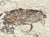 Fossil Plant, unknown species,  Middle Eocene, Mahenga, Tanzania  Ref. MHG-19