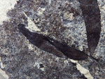 Fossil Plant, unknown Legume  Middle Eocene, Mahenga, Tanzania  Ref. MHG-14