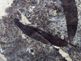 Fossil Plant, unknown Legume  Middle Eocene, Mahenga, Tanzania  Ref. MHG-14