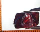 Garnet - Red - Tanzania - 19.70 cts - Ref. MG/74