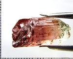 Tourmaline – Mozambique – 20.49 cts - Ref. TOB-654