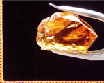 Citrine Bahia - Brazil 23.50 cts - Ref. CR/20