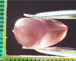 Tourmaline - 14.14 cts - Ref. TOB-37